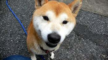犬