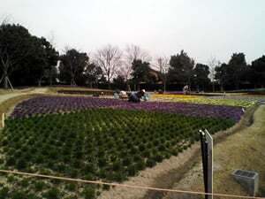 なばなの里 花まつり コラム更新日記