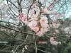 「お花見だぁー&お寿司も…」の関連写真 お花見だぁー&お寿司も…