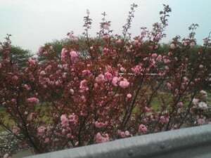 ボタン桜