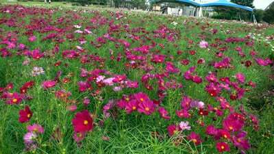 木曽三川公園でコスモス祭り コラム更新日記