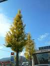 「紅葉だ!中津川「川上屋」の栗きんとん」の関連写真 紅葉だ!中津川「川上屋」の栗きんとん