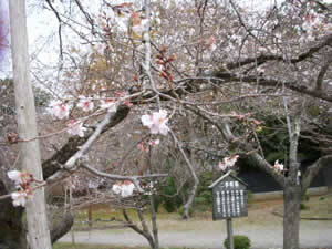 二季咲桜