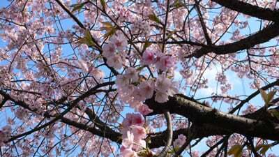 桜