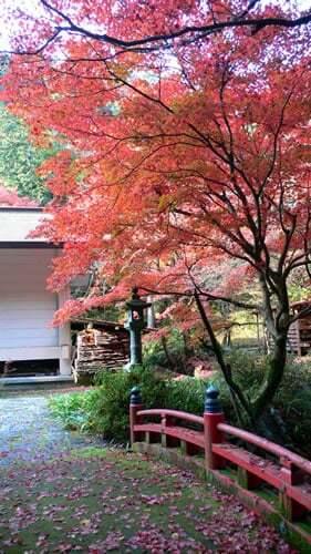 横蔵寺08紅葉 もみじ祭り始まりました コラム更新日記