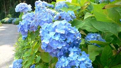 09年上石津あじさいロードが見頃です コラム更新日記 モバイルページ