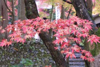 コラム更新日記 横蔵寺もみじまつり09年いよいよ開催