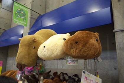 県民限定 アクア トトぎふ 半額キャンペーン行ってきました コラム更新日記 モバイルページ