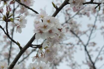 各務原桜まつり10行ってきました コラム更新日記 モバイルページ