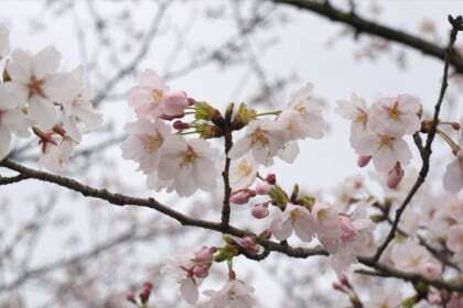 各務原桜まつり10行ってきました コラム更新日記 モバイルページ