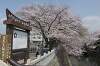 「奥の細道むすびの地「船町公園」の桜2010見てきました」の関連写真 奥の細道むすびの地「船町公園」の桜2010見てきました