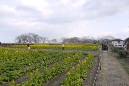 守山市の第１なぎさ公園の 菜の花 を見に行ってきました コラム更新日記