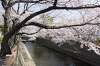 「大垣水門川の桜2011年見に行ってきました」の関連写真 大垣水門川の桜2011年見に行ってきました