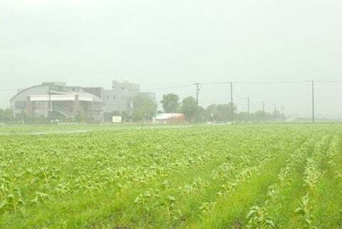 いちのえだ田園フラワーフェスタ2012の写真