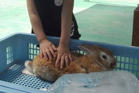 うさぎとの触れ合いの写真