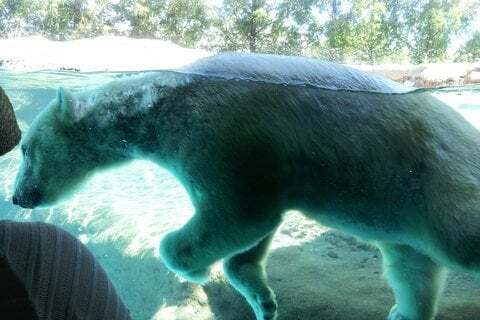 ホッキョクグマの写真