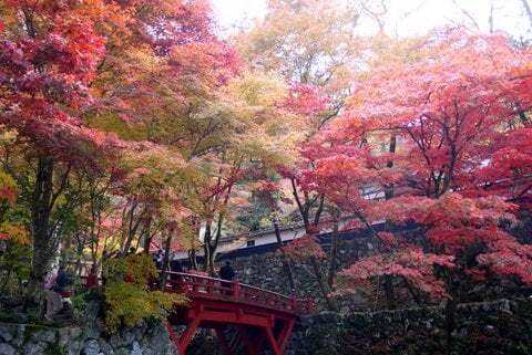 横蔵寺もみじまつりは11月18日開催 一足先にもみじ見に行ってきました コラム更新日記