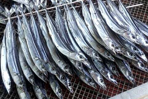 お魚の写真