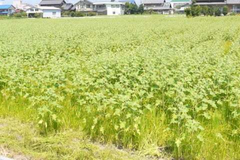2013年大垣ひまわり畑の様子の写真
