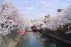 この週末大垣は桜から萌えまで開催！大垣市奥の細道むすびの地は桜が見頃となってきま