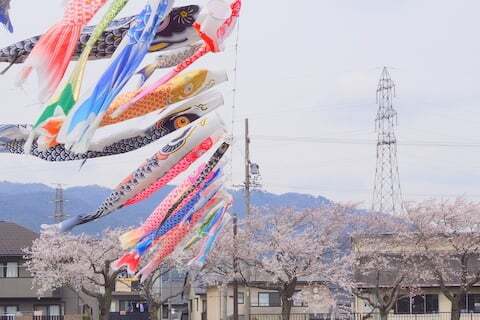 鯉のぼりと桜の写真