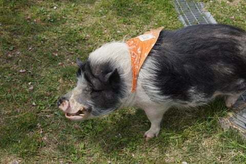 豚の放し飼いの写真