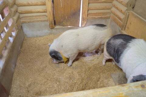 豚小屋の写真