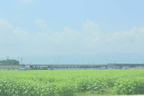2014年大垣ひまわり畑の写真