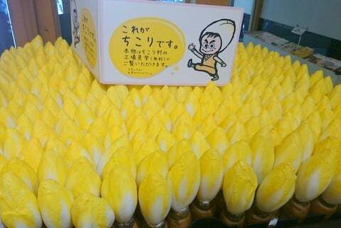 ちこりの写真