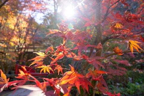 売店も楽しみの1つ 14年両界山横蔵寺の紅葉を見に行ってきました コラム更新日記