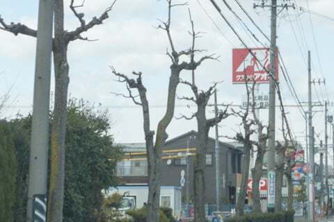 クスリのアオキ大井店の看板の写真