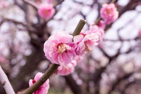 安八百梅園の梅の写真