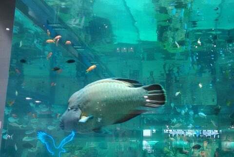 イオンモール沖縄ライカムの水槽の写真
