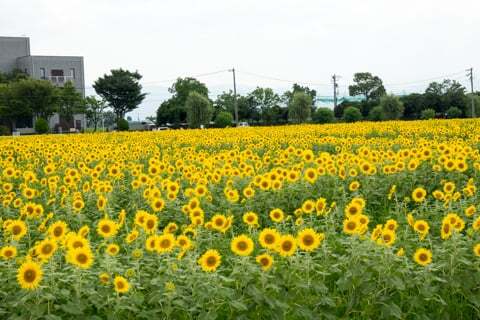 羽島市のひまわり畑が見頃です いちのえだ田園フラワーフェスタ15行ってきました コラム更新日記