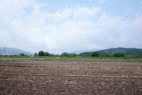 大垣ひまわり畑(青野町)の様子の写真