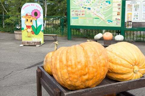 あんこちゃんの乳しぼり体験したよ ひるがの高原 牧歌の里行ってきました コラム更新日記 モバイルページ