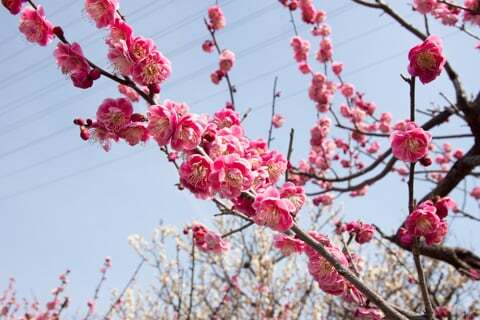 梅の花の写真