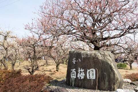 8261号1枚目の写真