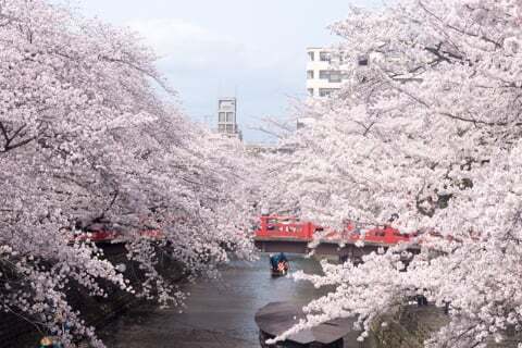大垣市の桜の写真