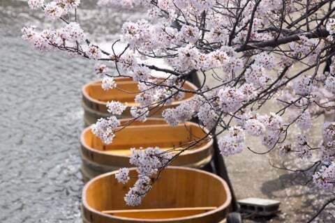 水門川のたらいと桜の写真