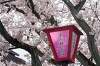 桜が見頃でした！大垣市船町公園・奥の細道むすびの地の花見へ行ってきました