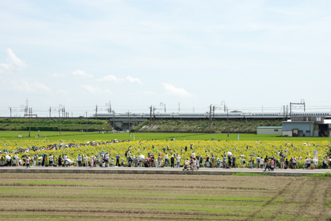 大垣市のひまわり畑の写真