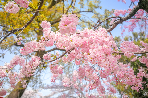 桜の写真