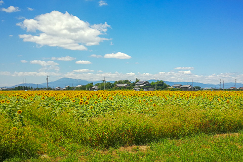 いちのえだ田園フラワーフェスタのひまわりの写真