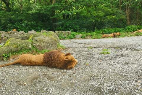 ライオンの写真