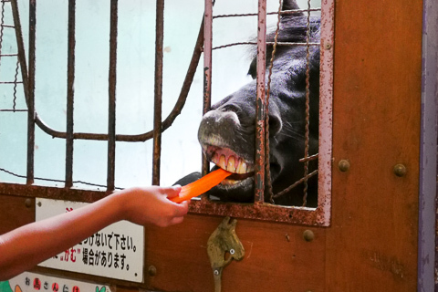動物餌やり体験の写真