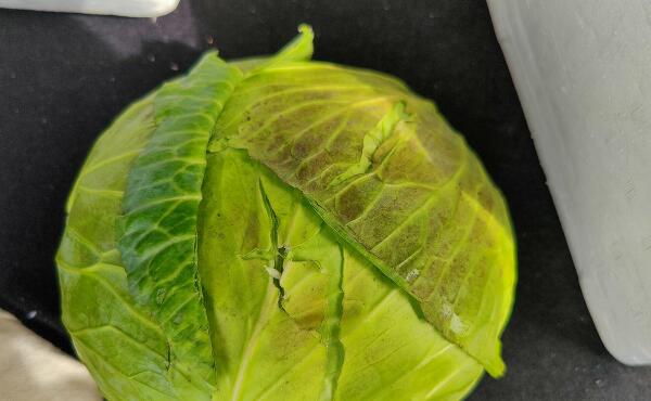 キャベツの特売の写真