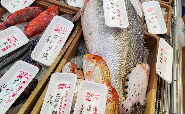 各種お魚の写真