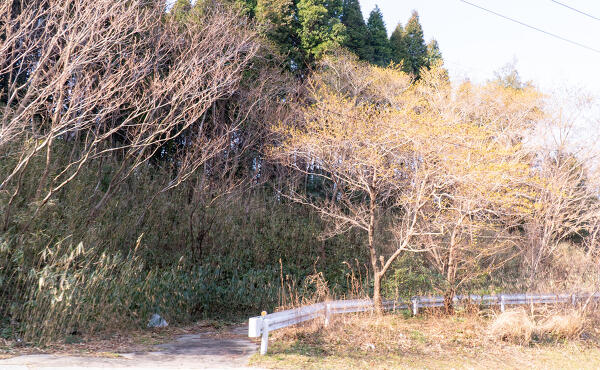 コストコ予定地の写真