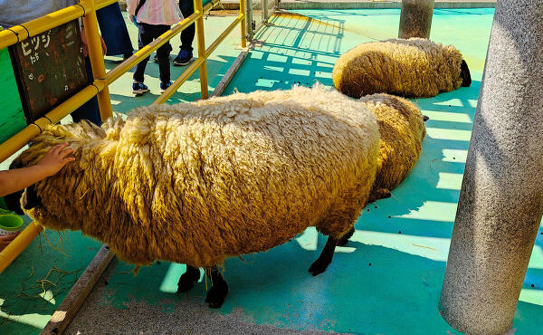 羊の写真